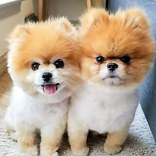 Two Toy Pomeranians