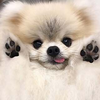 Pixxel