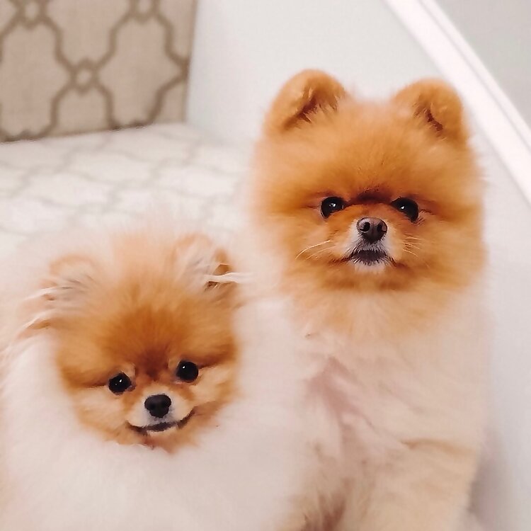 Cupcake & Pumpkin