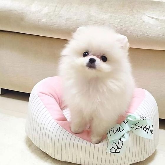 Jet