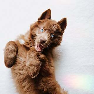 Husky Quoi