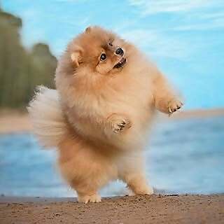 Pomeranian World