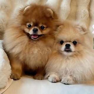 Roco & Noble