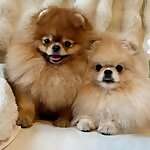 Roco & Noble