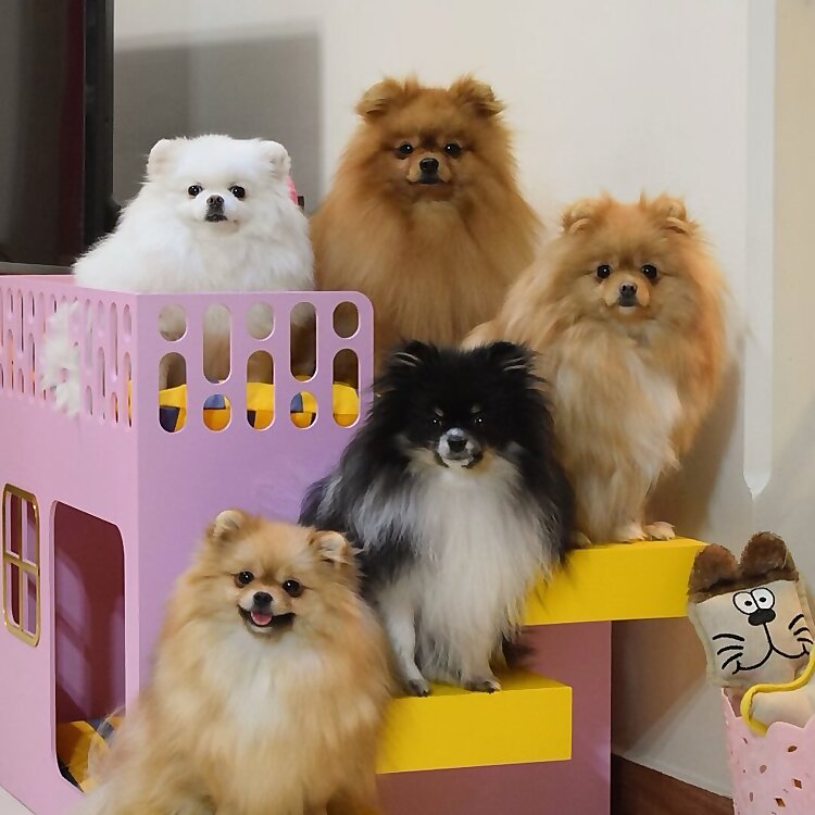 Pomeranians Family