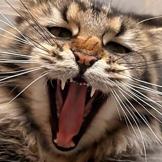 Gregoria Mariska Tunjung