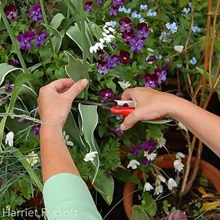 Harriet Rycroft