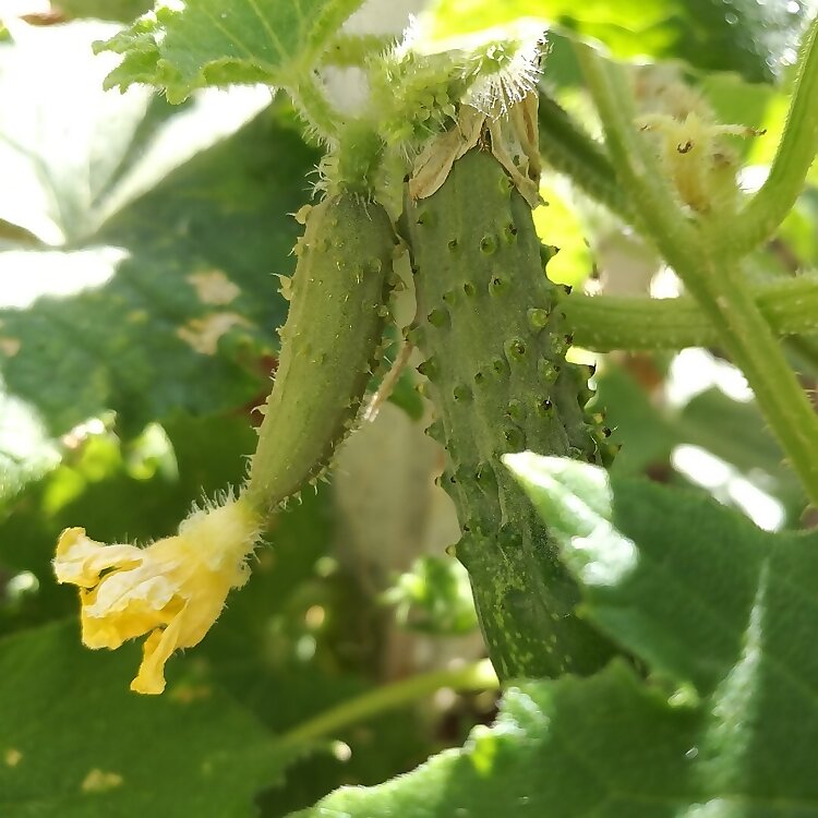 Jardin Potager