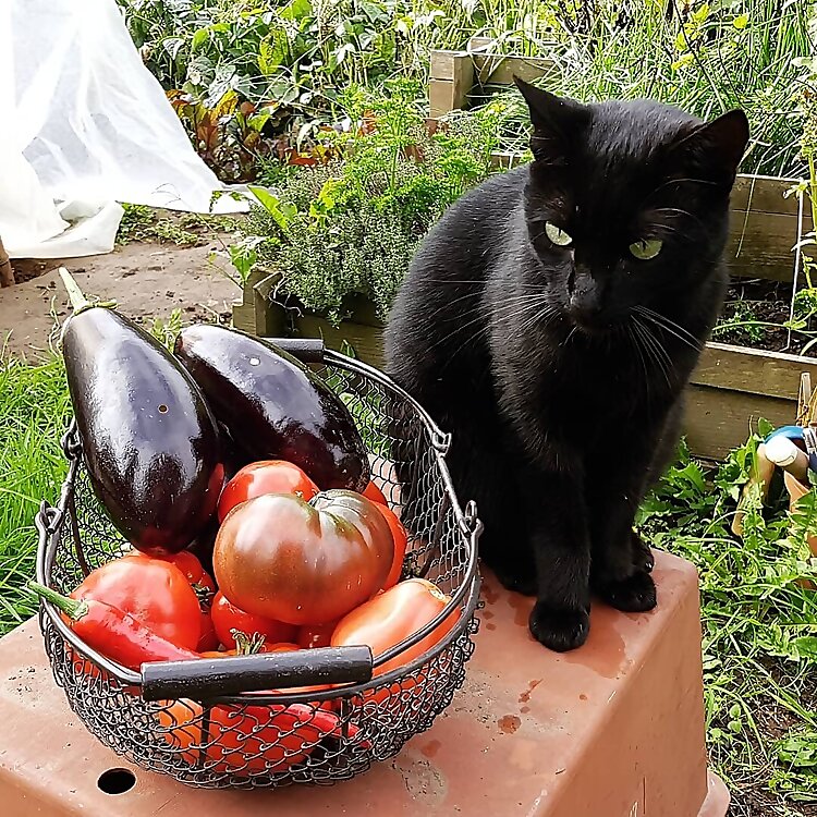 Le potager de Bretagne