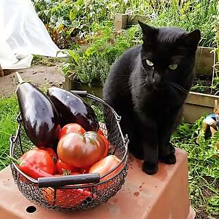 Le potager de Bretagne