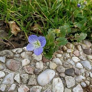 Le Potager des 8 Chats