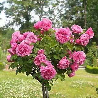 Conni's Secret Garden