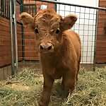 Buckley the Highland Cow