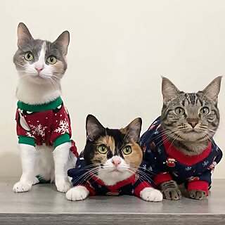 Parker, Lily & Jasmine