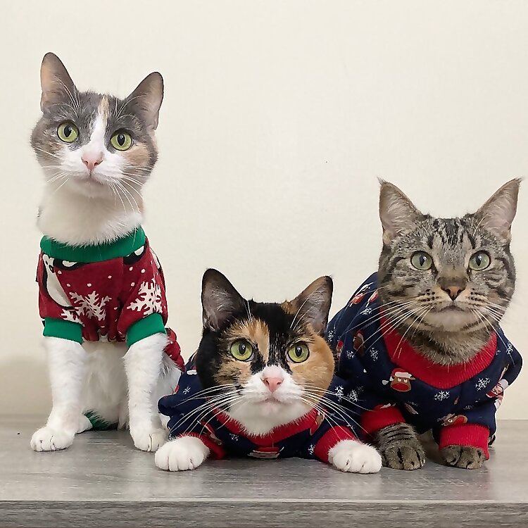 Parker, Lily & Jasmine