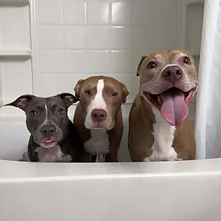 Knight, Aston & Stormi 