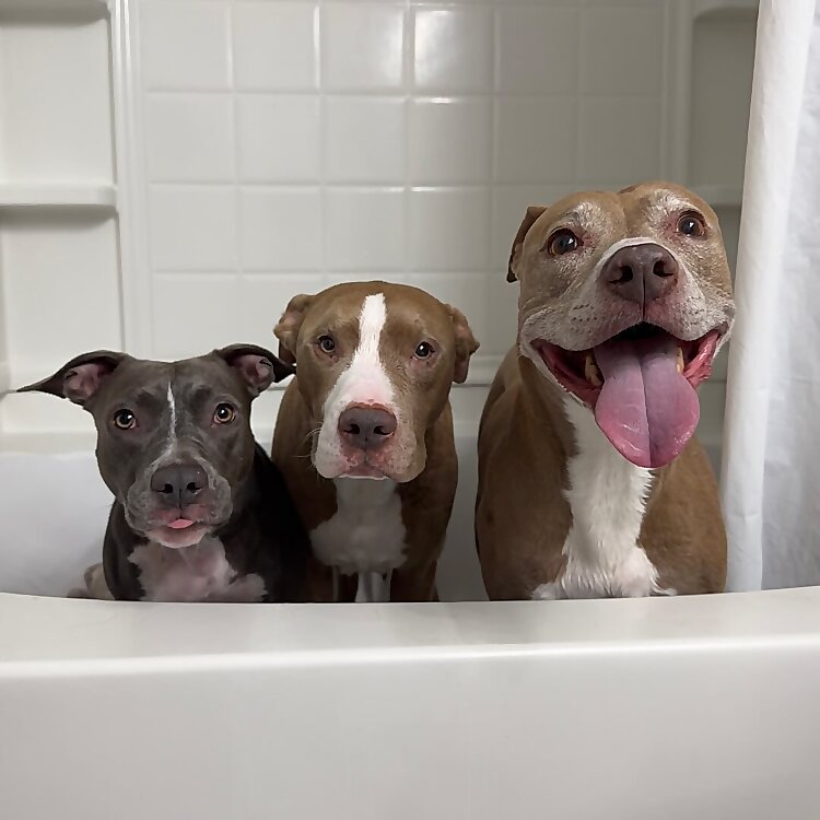 Knight, Aston & Stormi 