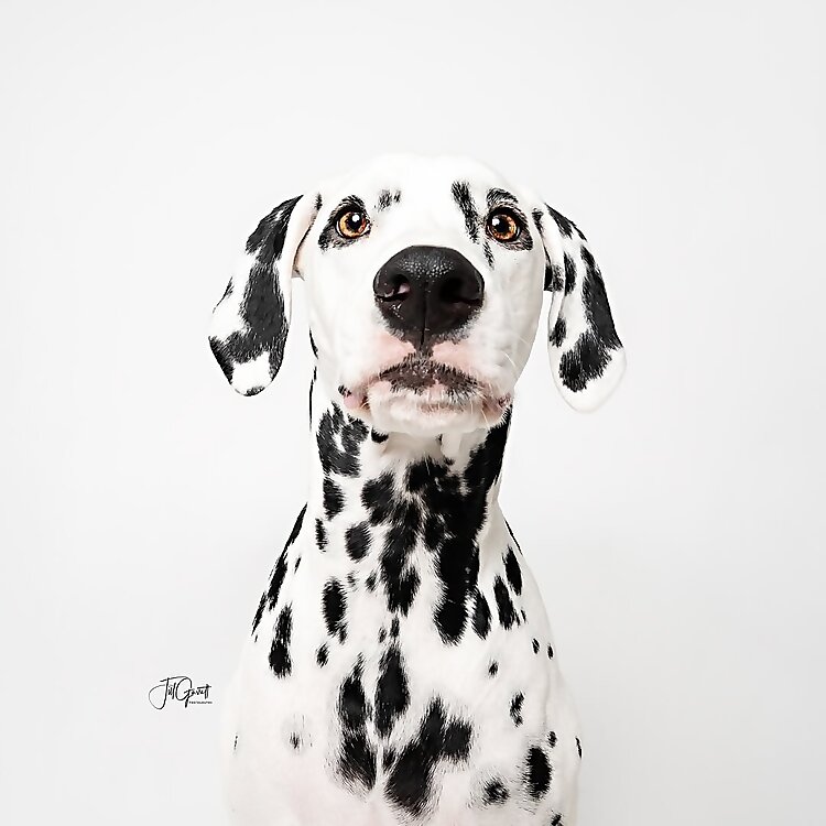 Jackson The Dalmatian