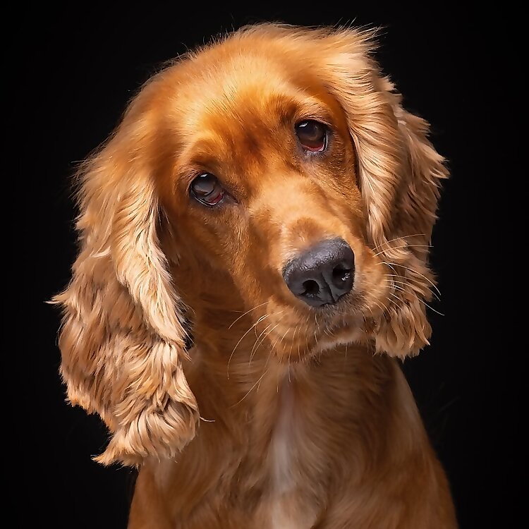 Alba