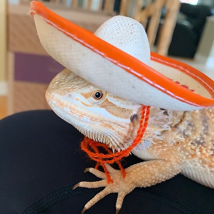 Percy the Bearded Dragon