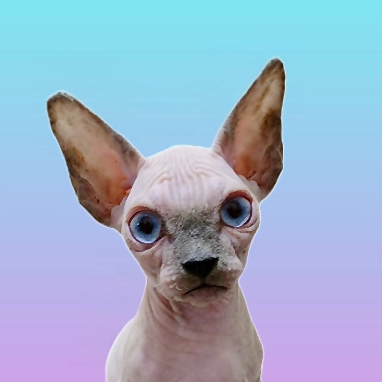 Sphynx, Bambino, Elf, Dwelf, Munchkins