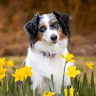 Artemis the Aussie