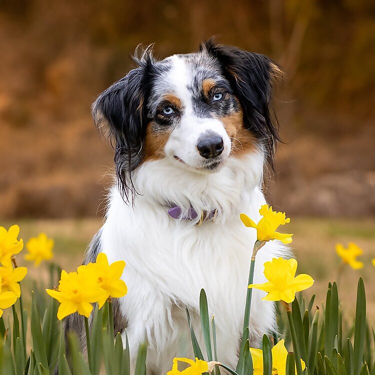 Artemis the Aussie