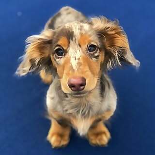 Roswell Weenie