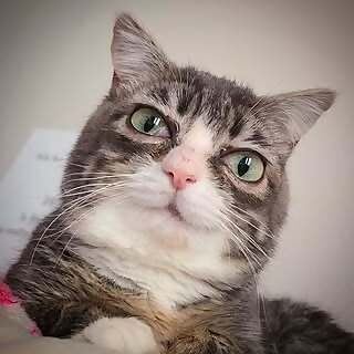 Winky the Dwarf Cat