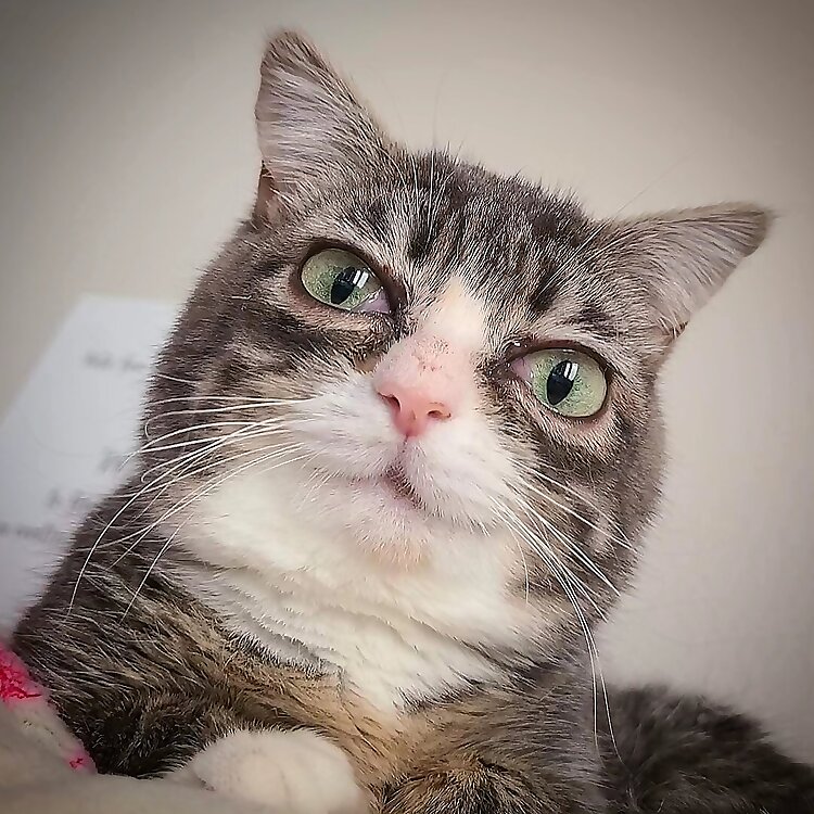 Winky the Dwarf Cat