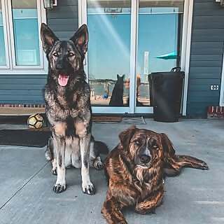 Ryker, Luna, Natasha