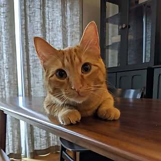 Goose