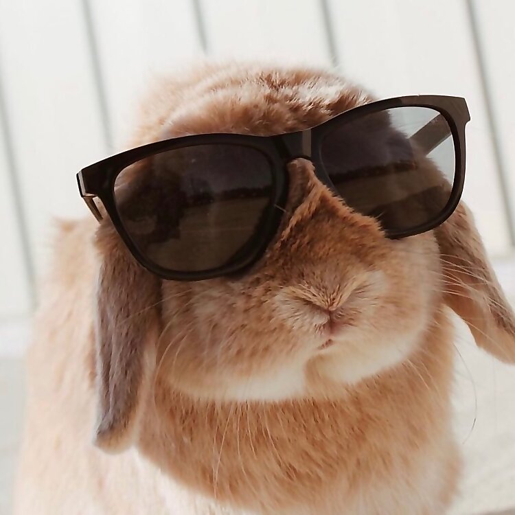 Holland Lop Chris