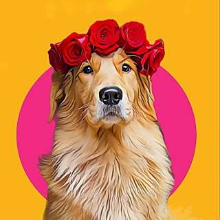 Sunday The Golden Retriever