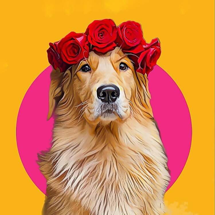 Sunday The Golden Retriever