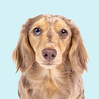 Honeydew the Dachshund