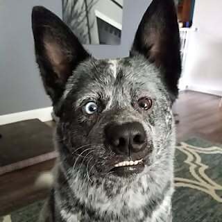 Moose Boy
