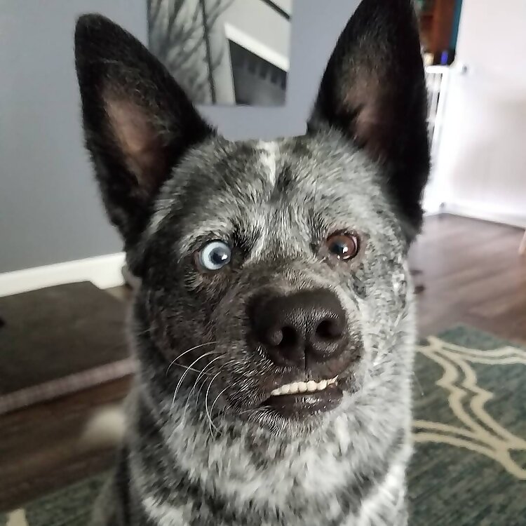 Moose Boy