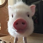 Abby The Pink Piggy