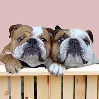 Mr. Nelson & Miss Pretty Rose