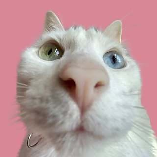 Khaleesi Cat