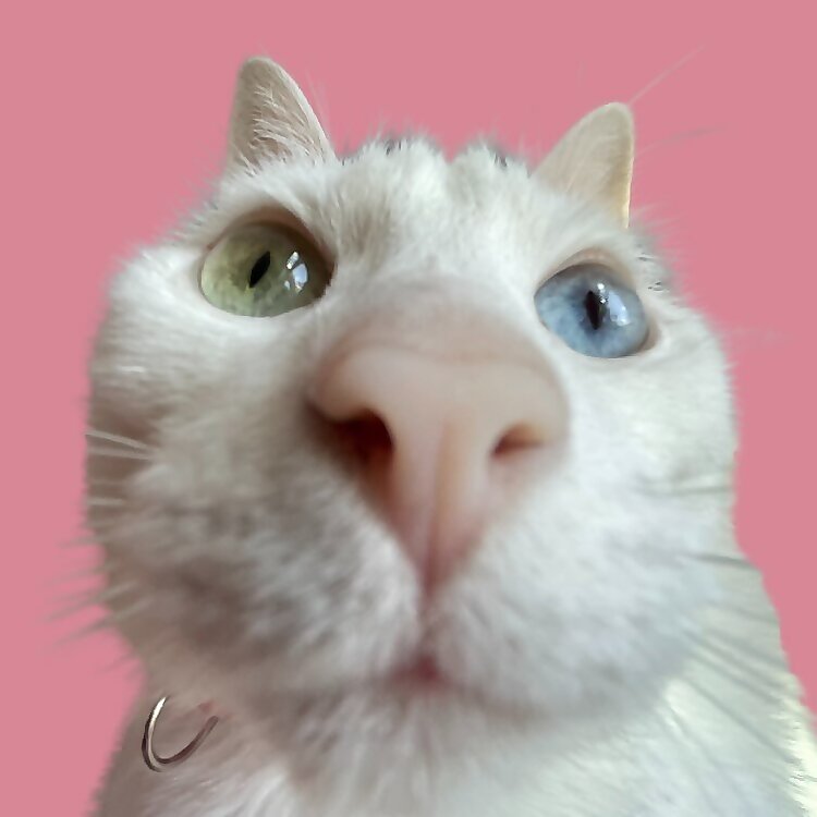 Khaleesi Cat