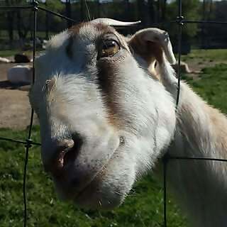 Elodie Farms
