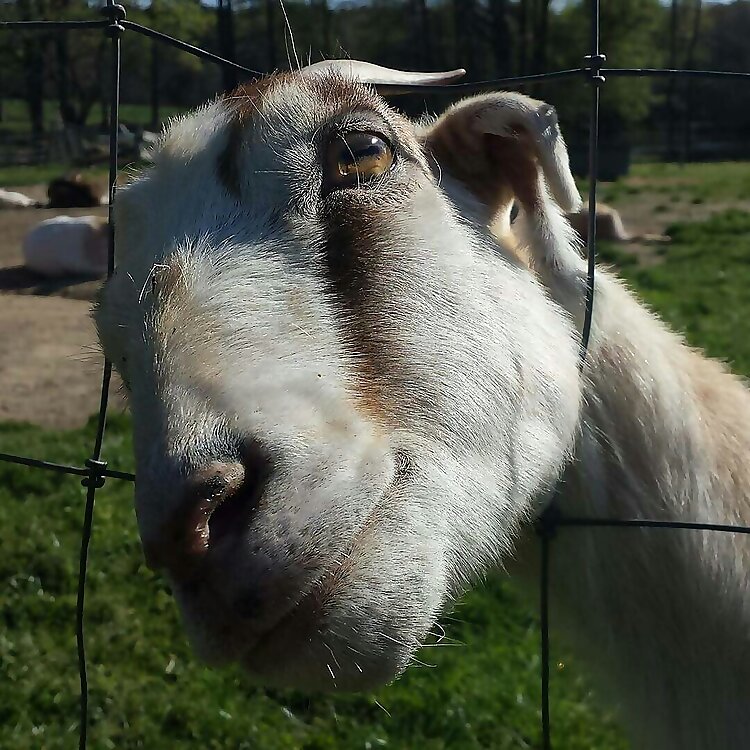 Elodie Farms