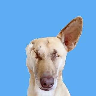 Maggie the Wonder Dog