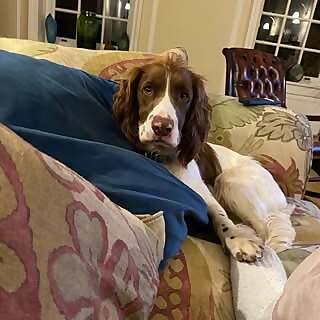 Biscuit Springer Spaniel