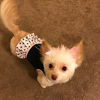 Chloe Sue