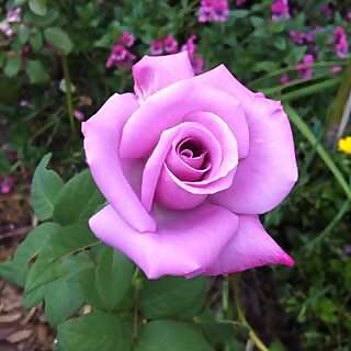 Weekend Gardener