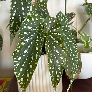 Hello Plant Lover