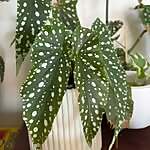 Hello Plant Lover